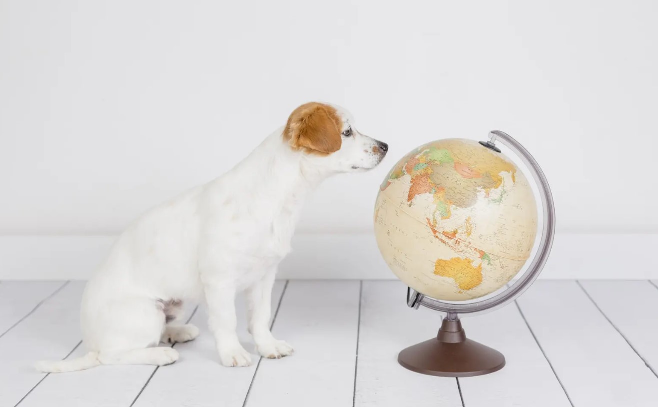 A dog looks thoughtfully at a globe resting on a white floor.